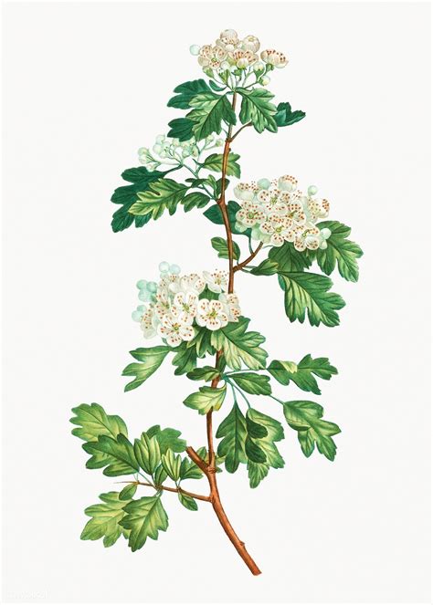 Vintage Midland Hawthorn Plant Illustration Premium Image By Rawpixel