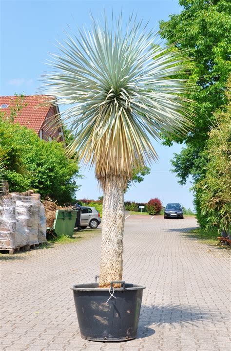 Maybe you would like to learn more about one of these? Yucca rostrata (Palmlilie) 160 Stamm | Yuccas | Pflanzen ...