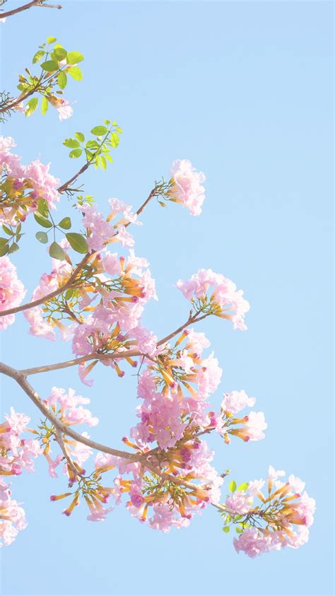 Spring Flowers Pastel Wallpapers Wallpaper Cave