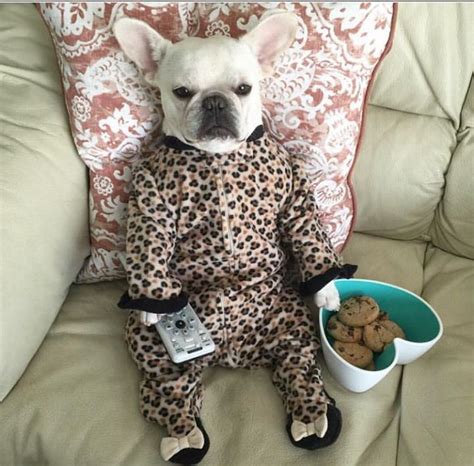 Adopt french bulldogs in maine. French Bulldog Rescue | French bulldog rescue, Bulldog ...