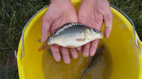 Les poissons détang