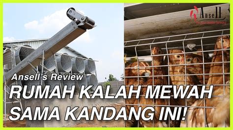 Ada tempe bacem ada ayam bakar bacem juga lho. MANTAP! : Review Kandang Ayam Petelur dan Pullet yang Seharga Rumah Mewah - YouTube