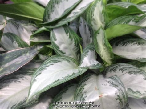 Buy quality aglaonema silver bay indoor plants. Photo of the leaves of Chinese Evergreen (Aglaonema ...