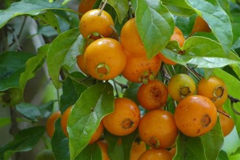 Berg) is a tropical forest tree or shrub which grows up to 20m tall. 11 Frutas da Mata Atlântica que Todo Brasileiro Deveria ...
