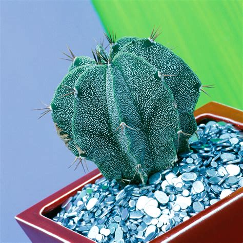 Well, i have great news! Best Cactus Varieties to Grow Indoors