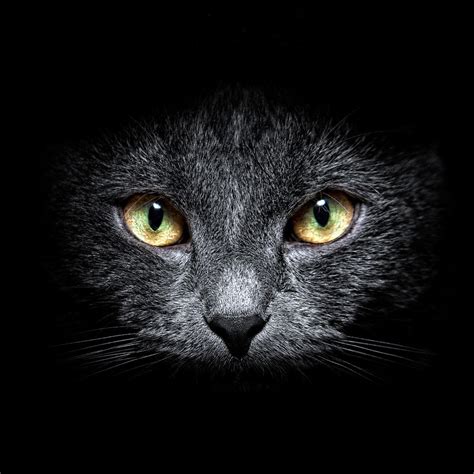Black Cat Forum Avatar Profile Photo Id 123600