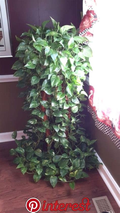 Learn how to care for a pothos—the easiest houseplant around. Golden Pothos … | Plants, Pothos plant, Hanging plants indoor