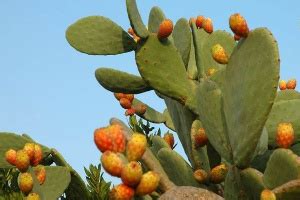 Sin embargo, a continuación te brindaremos algunos consejos para los cuidados de los diferentes tipos de cactus: CACTUS GRANDES SIN ESPINAS