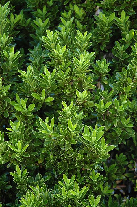 Perhaps the most familiar species is the burning bush, which is widely planted for its brilliant red fall color. Boxleaf Euonymus (Euonymus japonicus 'Microphyllus') in ...