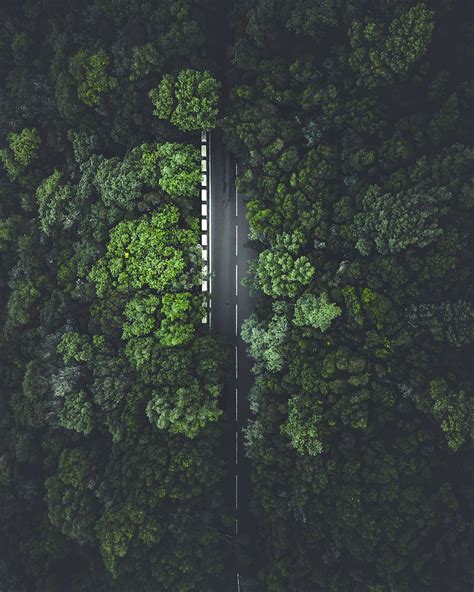 Hd Wallpaper Road Tree Forest Jungle Highway Drone View Dark