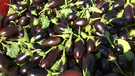 Eggplants Eggplant Fields Vegetables