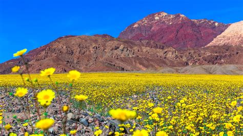 Order now & send flowers today The Death Valley Super Bloom Is Incredible | Gizmodo Australia