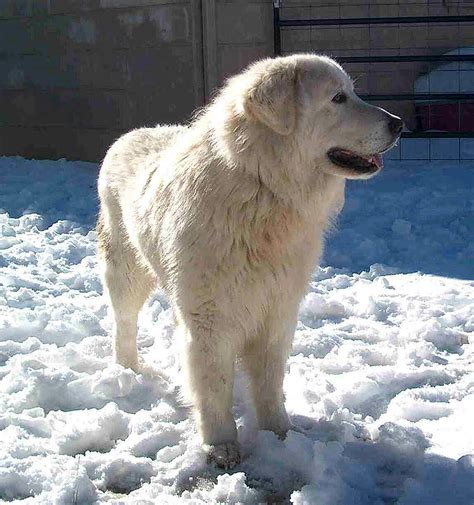 The maremma sheepdog is rare in every country except italy. Maremma Sheepdog - My Dog Breeders - Part 24