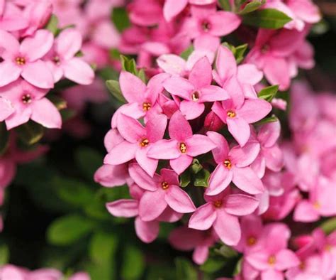 Joyful hues of yellow, gold, purple, red and white even in winter, the bright pink and yellow hues of the shrub's flowers bring colour to the backyard. Daphne: How to grow this fragrant winter flower | Homes To ...
