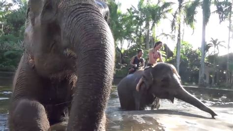 Bathing Elephants At Mason Elephant Park Taro Ubud Bali Youtube