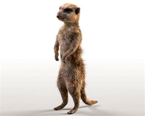 Meerkat Hairs Rigged Low Poly Animal 3d Model
