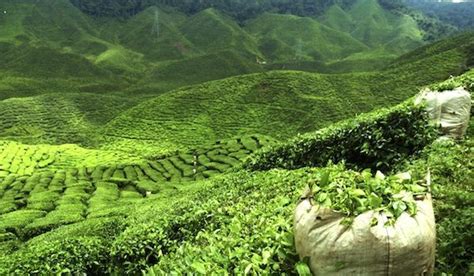 10 Best Tea Plantations In India You Can Explore