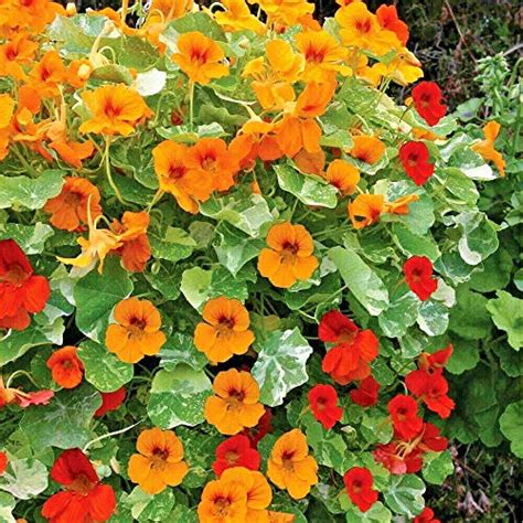 Choose your favorite nasturtium mixed media from 19 available designs. Top 9 Climbing Nasturtium Seeds - Flower Plants & Seeds ...