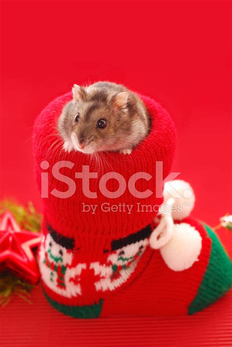 Hamster For Christmas Stock Photo Royalty Free Freeimages