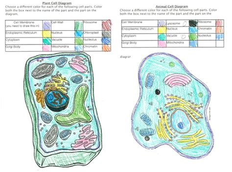 Plant cell anatomy activity key 1. Animal Cell Answer Key Coloring Pages