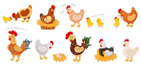 Gambar Kartun Ayam Lucu Peternakan Ayam Ternak Ayam Lokal Png Dan