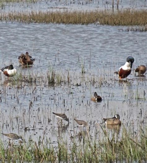 Waterfowl And Shorebirds Are Spring Harbingers At Wetlands Missouri