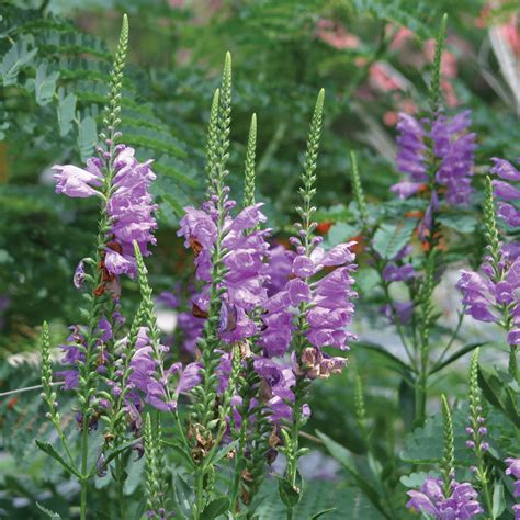 Obedient Plant Fall