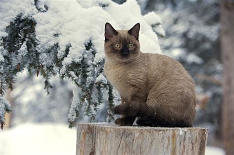5 Winter Grooming Tips For Cats Cattime