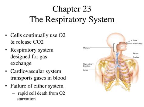 Ppt Chapter 23 The Respiratory System Powerpoint Presentation Free
