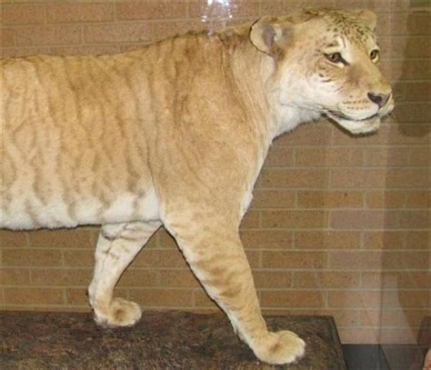 Shasta The Liger The First Ever American Liger