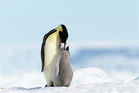 Emperor Penguin Feeding Chick