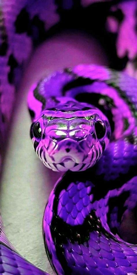 Pin By Eleanor Hayes On My Favorite 2 Colorful World Snake