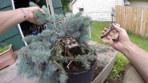 Evergreen, adaptable, hardy, bonsai colorado blue spruce is a medium to large, narrow, pyramidal conifer with horizontal branching to. blue spruce pruning first work towards making a bonsai ...