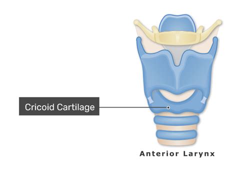 Cricoid Cartilage