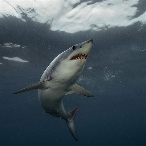 National Geographic On Instagram “photo By Brianskerry A Shortfin Mako Shark In New Zealand