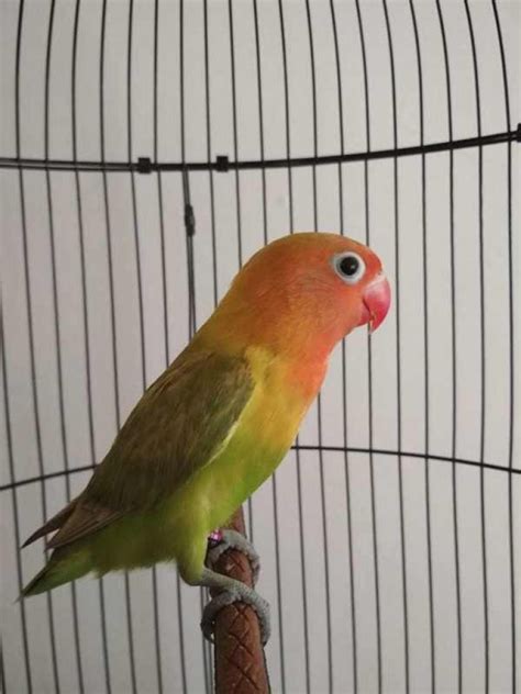 Salah satu cara yang bisa dilakukan untuk menghilagkan rasa bosan pada ruang kelas adalah dengan menghias kelas tersebut. √ Cara Pemasteran Lovebird Balibu yang Benar Agar Juara ...