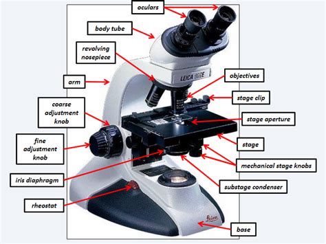 Lab Exam 1 Parts Of Microscope Diagram Quizlet