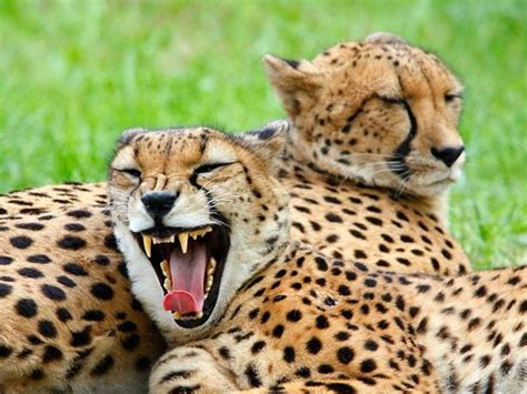 Animals & Co