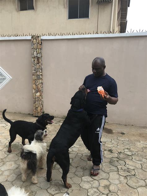 Driver injures cyclist and runs, but gets arrested by police. Tunji Disu's Rottweiler Dogs (Rapid Response Service ...
