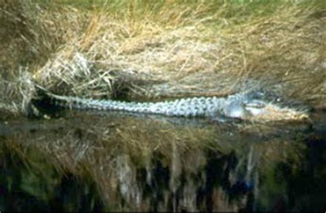 This elusive deer which is native to southeast asia can measure up to 6 ft. St. Vincent Island National Wildlife Refuge - Apalachicola, Florida, St. George Island, Florida ...
