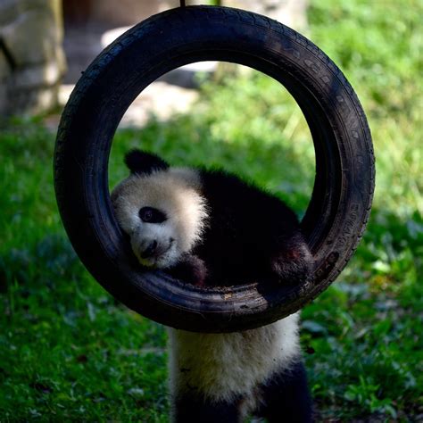 El Primer Cumple De Los Osos Panda Gemelos Fotogalería Ciencia Y
