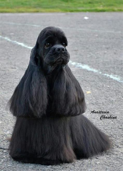 The silky coat is flat or slightly wavy. Black American cocker spaniel | Cocker Spaniels ...