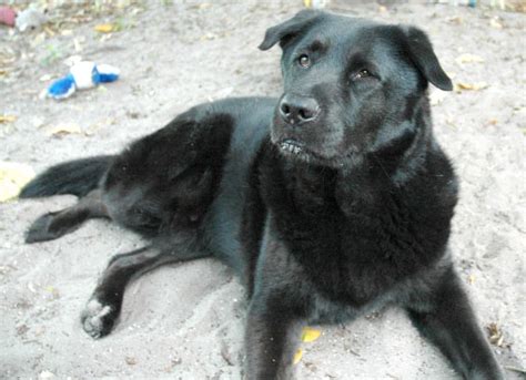 Lab-Chow (Labrador Chow Mix) Info, Temperament, Training, Puppies, Pictures