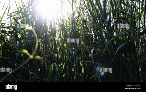 Blurry Bright Sunlight With Lens Flares Shine Through Tangled Reeds Of