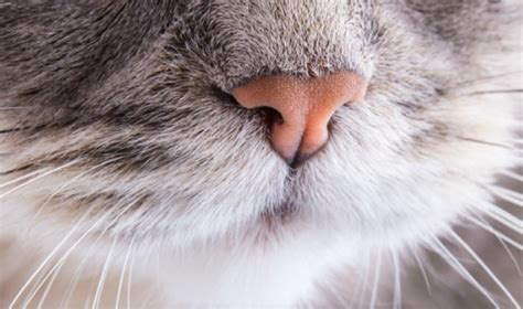 Why Is My Cats Nose Dry Ultimate Nose Health Guide Cat Cave Co