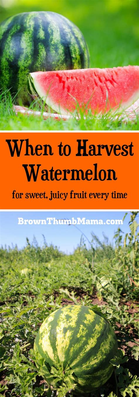 Sweetness is off the charts this summer. When to Harvest Watermelon • Brown Thumb Mama®