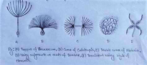 Plants have limited mobility and rely upon a variety of dispersal vectors to transport their propagules. Dispersal of fruits and seeds - sciencendtech