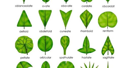 Leaf Shape For Leaf Classification Science Pinterest Leaves