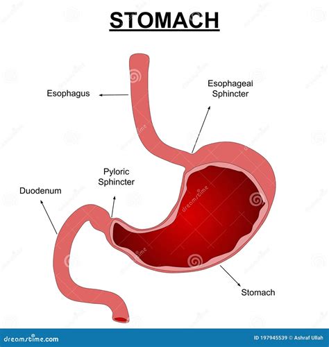 Anatomia Dello Stomaco Umano Illustrazione Vettoriale Con Etichette