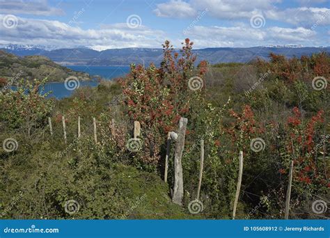 Spring In Patagonia Chile Stock Photo Image Of Chile 105608912